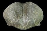 Large, Pyrite Replaced Brachiopod (Paraspirifer) Fossil - Ohio #142152-1